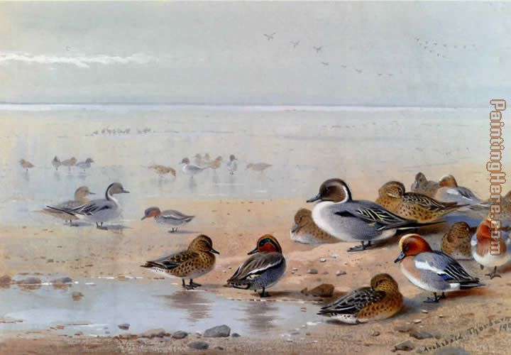 Archibald Thorburn Pintail Teal And Wigeon On The Seashore
